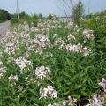 Saponaria (sapunica) officinalis: fotografija bilja, ljekovita svojstva, primjena